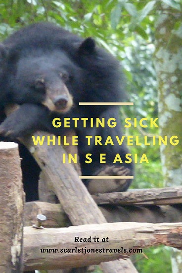 Pinterest bear at Luang Prabang