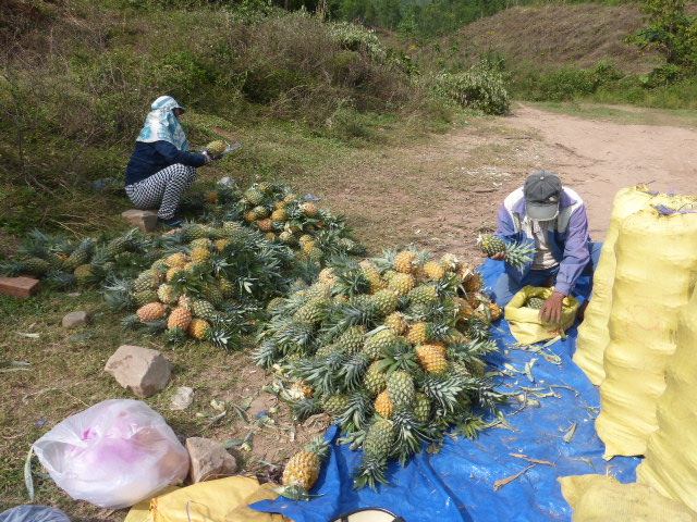 Central Highlands and Hoi An Easyriders Tour