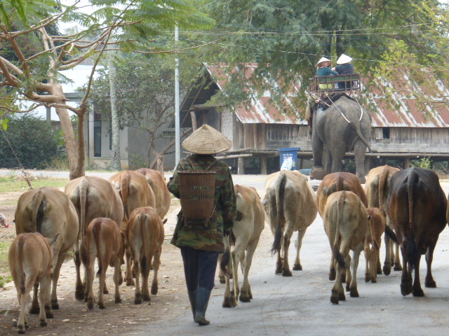 Lak Lake, cows end elephants