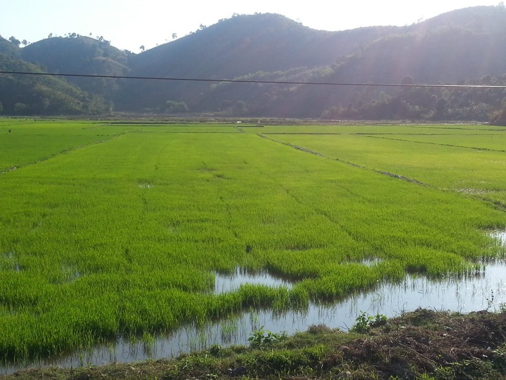 Lak Lake paddy fields