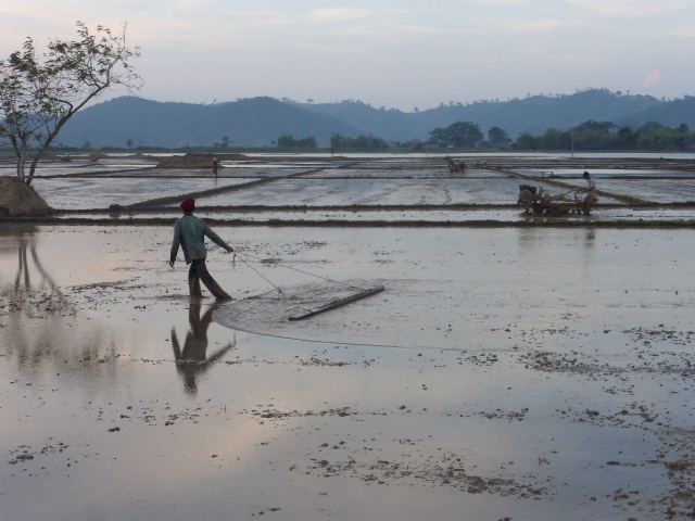 Lak Lake paddy fields