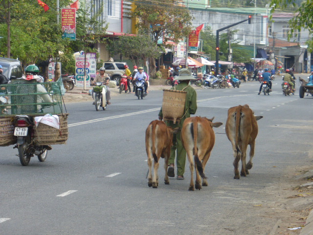Lak Lake cows
