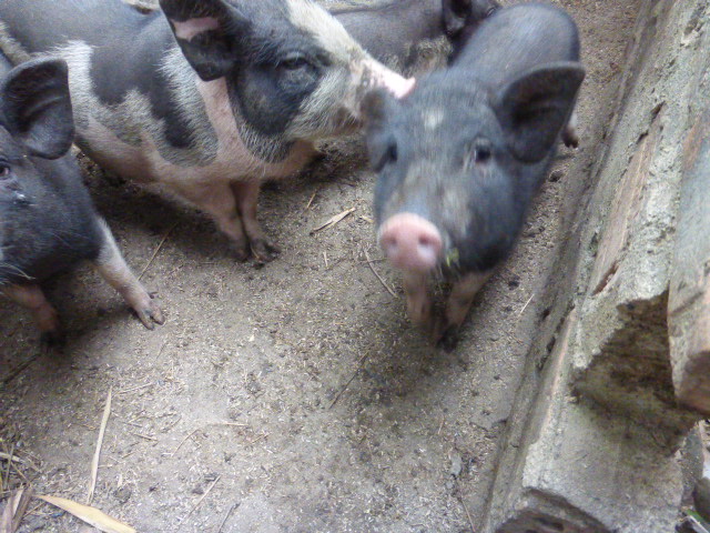 Lak Lake pigs