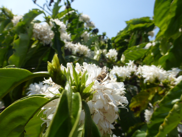 Lak Lake coffee blossom