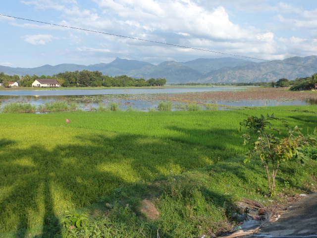 Lak Lake lotus flowers