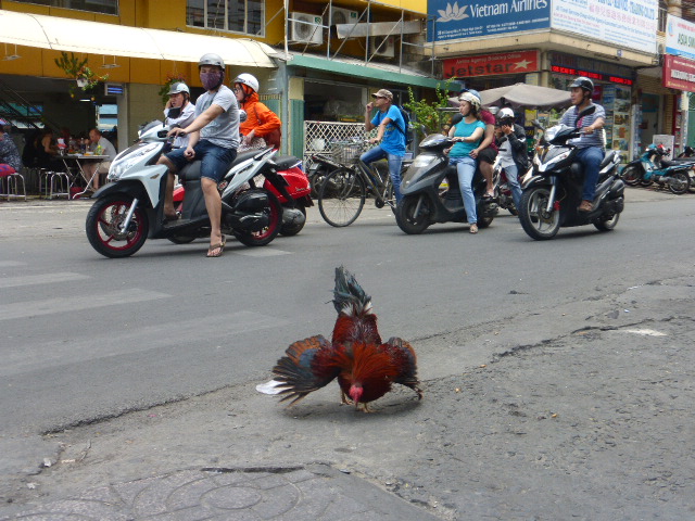 a fighting cock takes no notice of the traffic behind him
