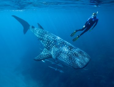 swimming with whale sharks