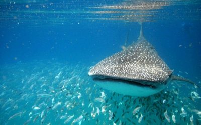 Swimming with whale sharks in Mexico – Debbie’s story
