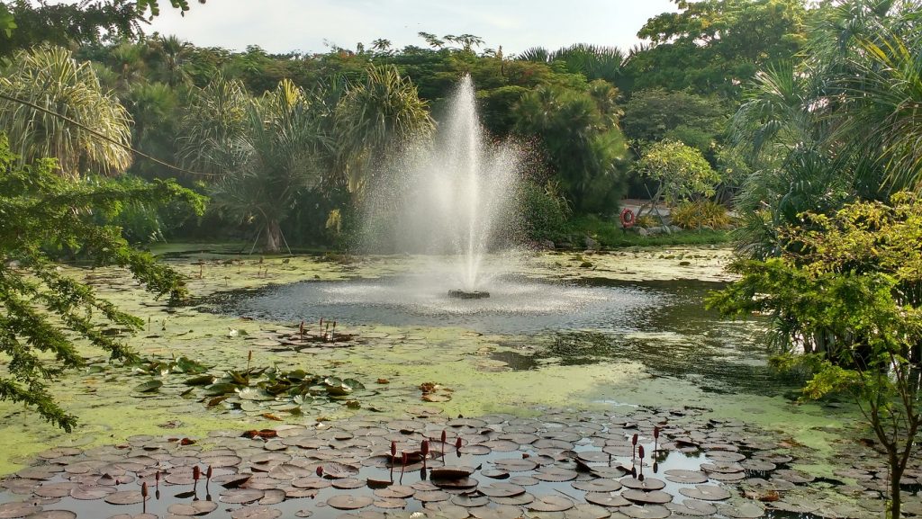 Budget things to do in Singapore - go to a park