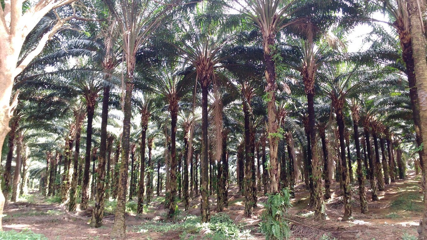 walking through the palm oil plantations walking through the palm oil plantations