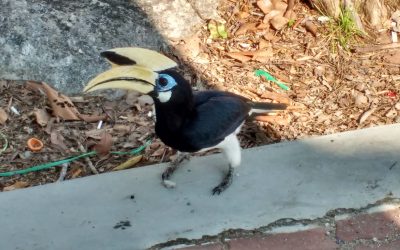 Hornbills in Malaysia