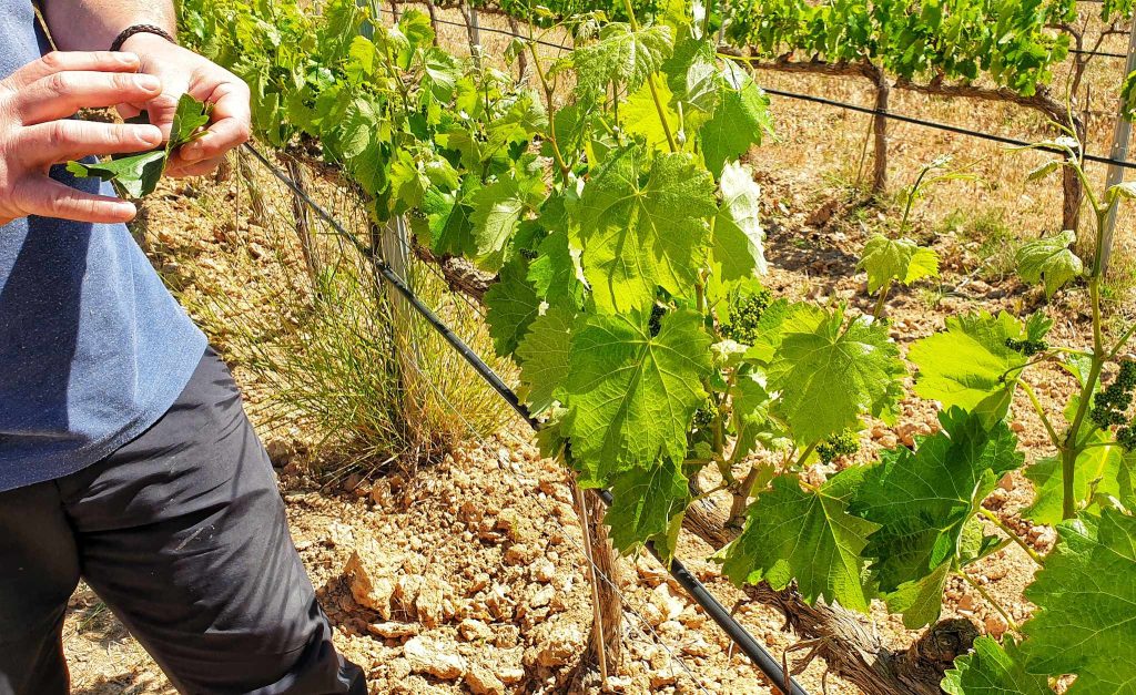 vines growing in a vineyard